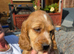 Sproker puppies for sale