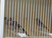 4 grey goldfinchs for sale