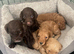 Pra clear miniture cockapoo puppies