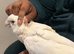 Handreard tame cockatoo