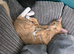 Ginger boy