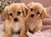 Two Cavachons puppies