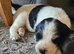 Last 3 gorgeous pups remaining