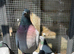 Racing pigeons
