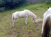 Spotted mare in foal (Project or Broodmare)