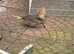 Japanese coturnix quail pair