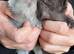 Exotic Shorthair Kittens For Sale