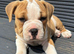 Old tyme x American bulldog pup dog