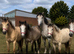 "3 Fillys 2 Colts " Dun Filly Young Sport Horse