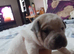 Sharpei Cross staffie