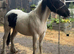 Cob colt to make 13h+