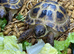 GARDEN TORTOISES CB in 2024 BIGGER than normally offered