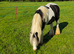 Yearling filly