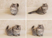 Rare Munchkin Minuet (Persian Munchkin) Kittens