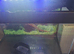 Fish tanks and stand