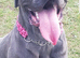 Cane corso bitch