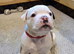 Beautiful American Bulldog Puppies - 7 Healthy Puppies Ready for Loving Homes