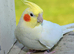 Semi tamed baby Cocktaiel