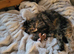 Female Cat for sale