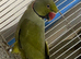 Olive green Indian ringneck