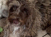 Cockapoo 6 months old