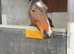 Four year old mare 14.2
