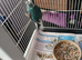 1 pair of kakarikis