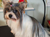 biewer terrier puppies ( small)