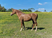 Stunning Chestnut Arab Gelding.