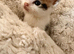 Beautiful British shorthair kittens for sale