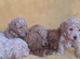 Beautiful miniature golden doodle