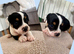 British bulldog cross pug puppies