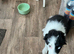 Intelligent Border Collie Puppy Seeking a Loving Home!