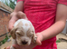 Show cocker spaniels