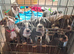 Beautiful old English bulldogs for sale!!!