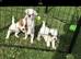 Rough coat Parson Russell pups CORNWALL