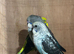 quality blackwing