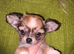 Longcoat teacup chihuahua
