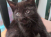 Beautiful sisters looking for their forever home
