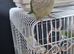 I have lovely parrot for sell