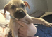 Bull herder - 7 weeks old (3 boys left)