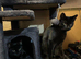 Maisie & Luca (2 black cats)