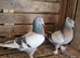 Turkish takla ( tumbler ) pigeons. £100 per pair.