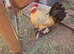 brahma eegs