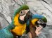 HandReared Friendly Baby Super Tame Cuddly Blue & Gold Macaw Parrot,11