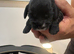 F1B cockapoo pups