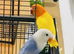 Beautiful Lovebirds for Sale with DNA
