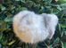 Gorgeous pure Mini lops