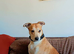 Dog to Rehome
