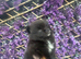 Beautiful female kc puppy